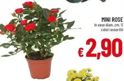 Galassia Mini rose offerta