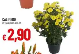 Galassia Calimero offerta