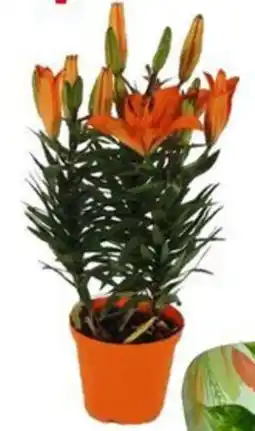 Galassia Lilium offerta