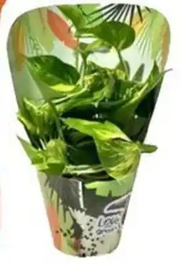 Galassia Piante verdi offerta