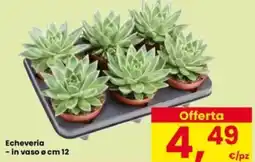 Interspar Echeveria - in vaso ø cm 12 offerta