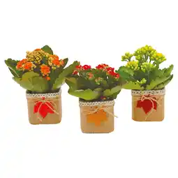 Ipercoop COMPOSIZIONE MINI KALANCHOE offerta
