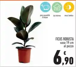 Conad Ficus Robusta offerta