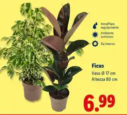 Lidl Ficus offerta