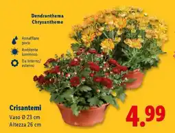 Lidl Crisantemi offerta