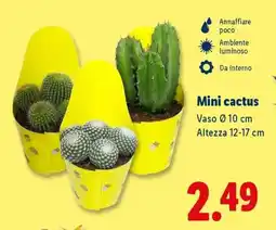 Lidl Mini Cactus offerta