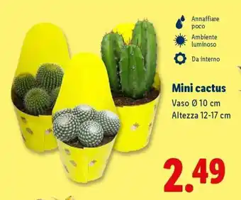 Lidl Mini Cactus offerta