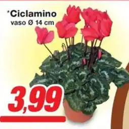 Prix Quality Ciclamino vaso 14 cm offerta