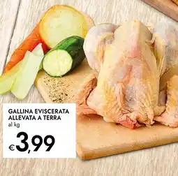 Bennet Gallina eviscerata allevata a terra offerta