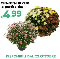 Bennet Crisantemi in vaso offerta
