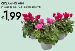 Bennet Ciclamino mini offerta