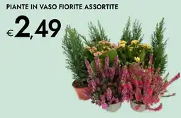 Bennet Piante in vaso fiorite offerta