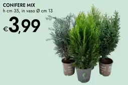 Bennet Conifere mix offerta