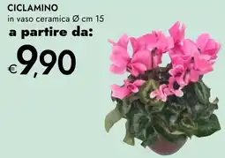 Bennet Ciclamino offerta