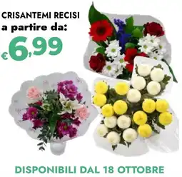 Bennet Crisantemi recisi offerta