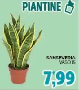 Eté Sanseveria vaso 15 offerta