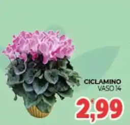 Eté Ciclamino vaso 14 offerta