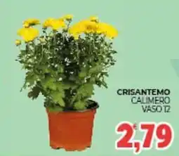 Eté Crisantemo calimero vaso 12 offerta