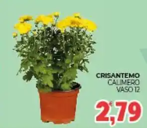 Eté Crisantemo calimero vaso 12 offerta