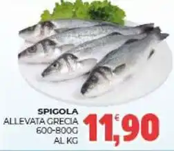 Eté Spigola allevata, grecia offerta