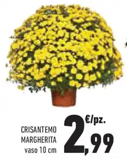 Conad Superstore Crisantemo margherita offerta
