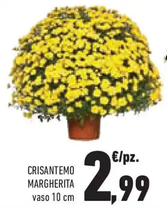 Conad Superstore Crisantemo margherita offerta