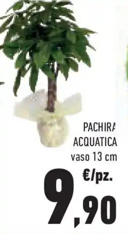 Conad Superstore Pachira acquatica offerta