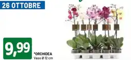 DPiù Orchidea vaso 12 cm offerta