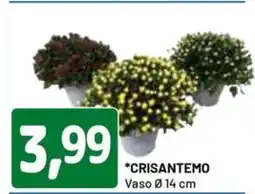DPiù Crisantemo vaso ø14 cm offerta