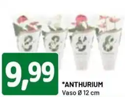 DPiù Anthurium vaso ø 12 cm offerta