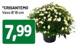 DPiù Crisantemo vaso ø 18 cm offerta