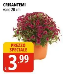 Tigros Crisantemi vaso 20 cm offerta
