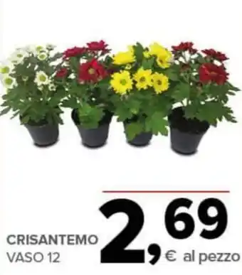 Todis Crisantemo vaso 12 offerta
