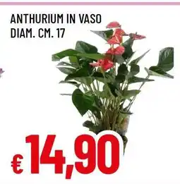Famila ANTHURIUM IN VASO offerta
