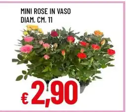 Famila MINI ROSE IN VASO offerta
