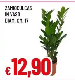 Famila Zamioculcas offerta