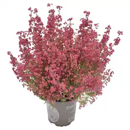 Ipercoop ERICA GRACILIS offerta