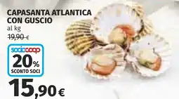 Coop Capasanta atlantica con guscio offerta