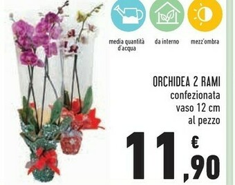 Conad Orchidea 2 rami offerta