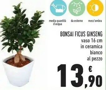 Conad Bonsai ficus ginseng offerta