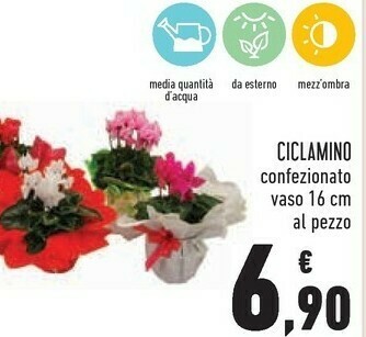 Ciclamino