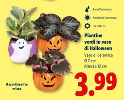Lidl Piantine verdi in vaso di Halloween offerta