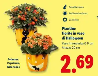 Lidl Piantine fiorite in vaso di Halloween offerta