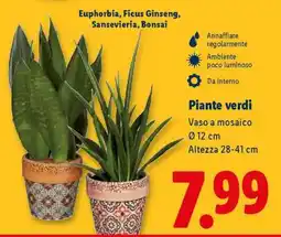 Lidl Piante verdi offerta