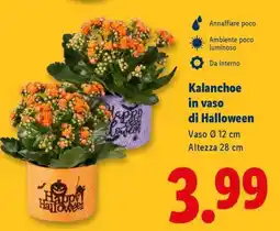 Lidl Kalanchoe in vaso di Halloween offerta