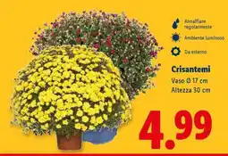 Lidl Crisantemi offerta