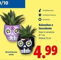 Lidl Kalanchoe o Succulente offerta