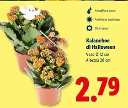 Lidl Kalanchoe di Halloween offerta