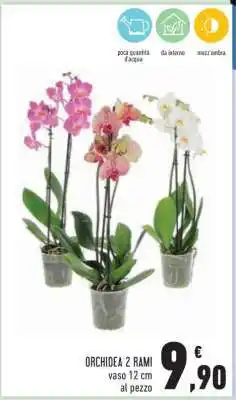 Conad Orchidea 2 Rami offerta