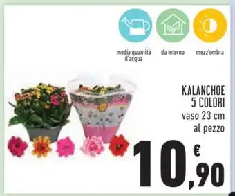Conad KALANCHOE 5 COLORI offerta